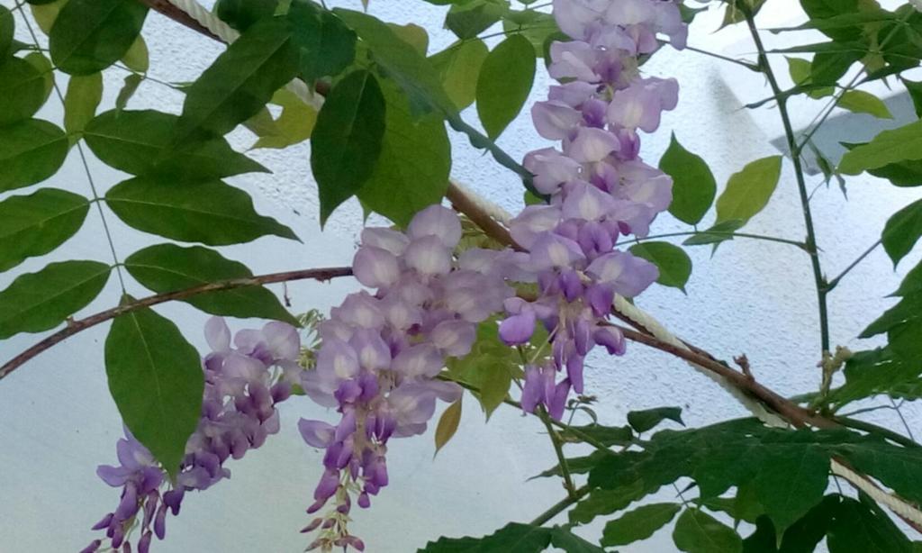 Hasayaki Homestay 싼싱 외부 사진